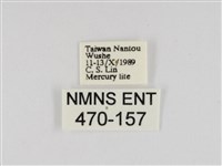 線紋篩蛾藏品圖，第3張