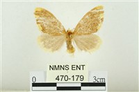 黑翅黃毒蛾藏品圖，第1張