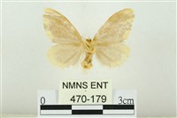 黑翅黃毒蛾藏品圖，第2張