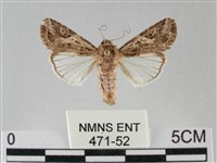 斜紋夜盜蛾藏品圖，第1張