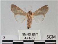 斜紋夜盜蛾藏品圖，第2張