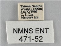 斜紋夜盜蛾藏品圖，第3張