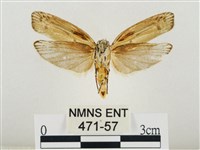 線紋篩蛾藏品圖，第2張