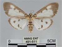 長斑擬燈蛾藏品圖，第1張