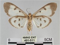 長斑擬燈蛾藏品圖，第2張