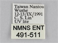 長斑擬燈蛾藏品圖，第3張