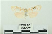 臺雪苔蛾藏品圖，第1張