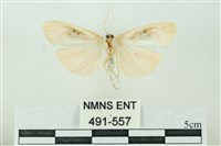 臺雪苔蛾藏品圖，第2張