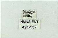 臺雪苔蛾藏品圖，第3張