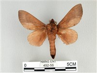 大褐斑枯葉蛾藏品圖，第2張