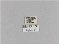 大褐斑枯葉蛾藏品圖，第3張