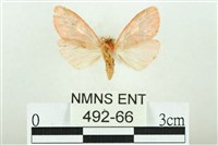 三色豔苔蛾藏品圖，第2張