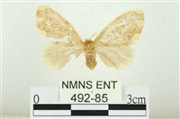 黑翅黃毒蛾藏品圖，第1張