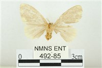 黑翅黃毒蛾藏品圖，第2張