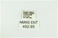 黑翅黃毒蛾藏品圖，第3張