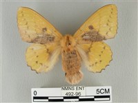 青枯葉蛾藏品圖，第1張