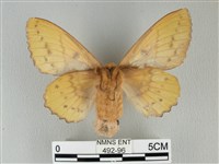 青枯葉蛾藏品圖，第2張