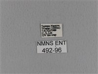 青枯葉蛾藏品圖，第3張