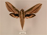 棕綠背線天蛾藏品圖，第1張