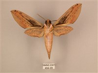 棕綠背線天蛾藏品圖，第2張