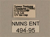 棕綠背線天蛾藏品圖，第3張