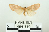 三色豔苔蛾藏品圖，第2張