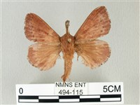 馬尾松枯葉蛾藏品圖，第1張