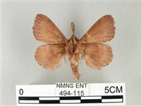 馬尾松枯葉蛾藏品圖，第2張