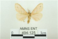 三條橙燈蛾藏品圖，第2張