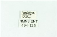 三條橙燈蛾藏品圖，第3張