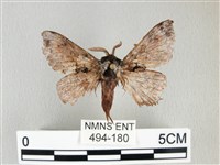 銀肩枯葉蛾藏品圖，第1張