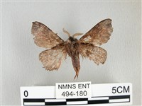 銀肩枯葉蛾藏品圖，第2張