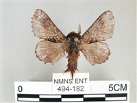 銀肩枯葉蛾藏品圖，第1張