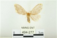 黑翅黃毒蛾藏品圖，第1張