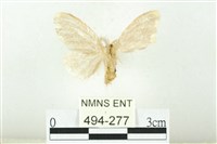 黑翅黃毒蛾藏品圖，第2張