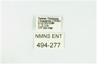 黑翅黃毒蛾藏品圖，第3張