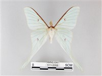 姬長尾水青蛾藏品圖，第1張