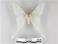 姬長尾水青蛾藏品圖，第2張