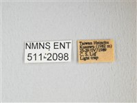 姬長尾水青蛾藏品圖，第3張