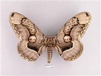 枯球籮紋蛾藏品圖，第1張