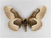 枯球籮紋蛾藏品圖，第2張