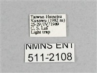 枯球籮紋蛾藏品圖，第3張