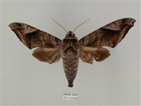 全緣缺角天蛾藏品圖，第1張