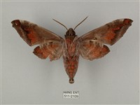 全緣缺角天蛾藏品圖，第2張