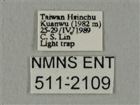 全緣缺角天蛾藏品圖，第3張