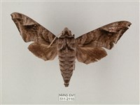 全緣缺角天蛾藏品圖，第1張