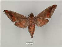 全緣缺角天蛾藏品圖，第2張