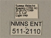 全緣缺角天蛾藏品圖，第3張