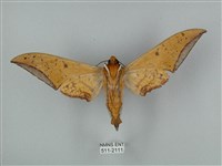 圓斑鷹翅天蛾藏品圖，第2張