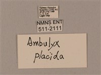 圓斑鷹翅天蛾藏品圖，第3張